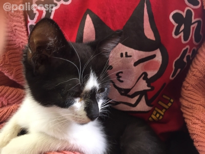 動物保護団体PONT保護猫さん2