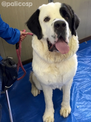動物保護団体PONT保護犬ヘレン