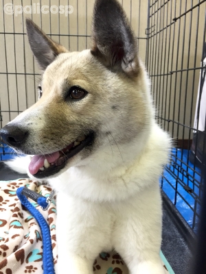 動物保護団体PONT保護犬コロ
