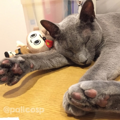 うちの子(理央)と、らとちゃん