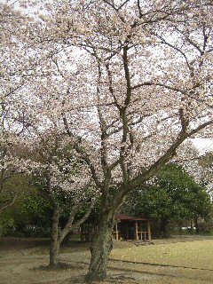 桜