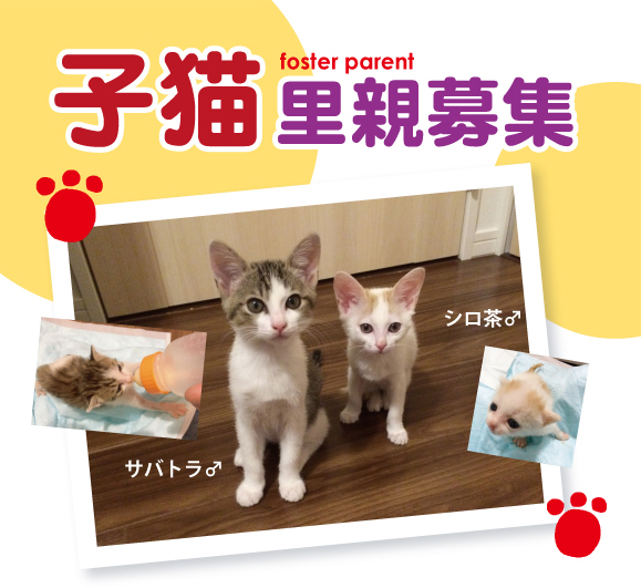 foster-parent.jpg