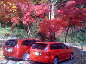 紅葉 車.jpg
