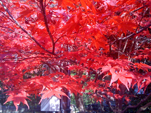 紅葉 赤.jpg