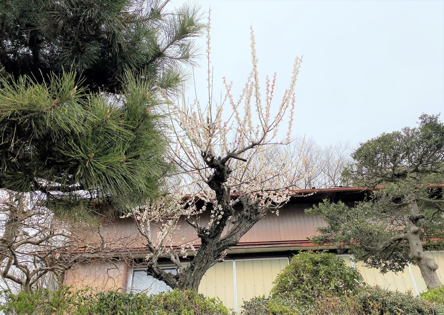 白い花 むじな庭園 3月 むじな庵