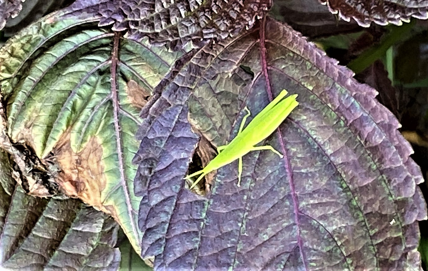 むじな畑の虫たち 蜘蛛 バッタ むじな庵