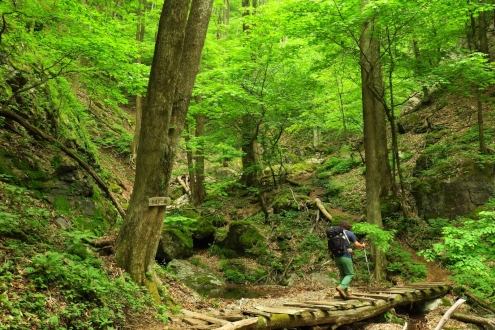 両神山白井差コース やまびこ橋