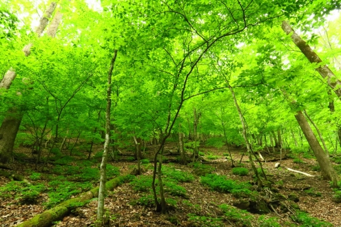 新緑の両神山白井差コース
