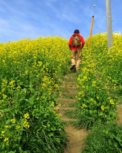 栗橋宿の菜の花畑
