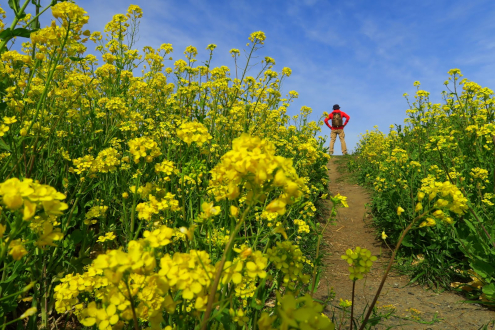 栗橋宿の葉の花畑