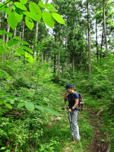 古峰原林道