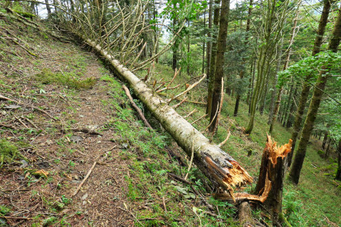 登山道の倒木