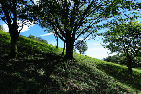 丸川荘の裏の景色