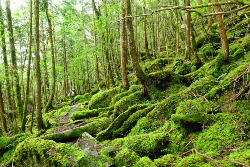苔の登山道