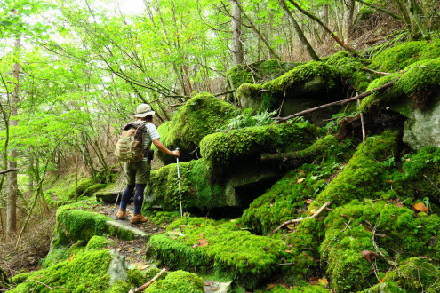 苔の登山道