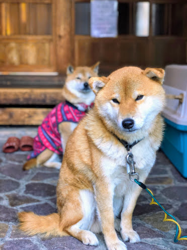 チャングとサンボ