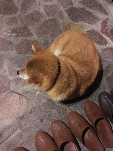 土間のサンボ