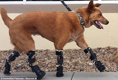 四肢切断した犬に義足ロボットを装着
