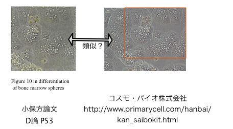 STAP細胞の小久保論文にウェブサイトからの盗用があった