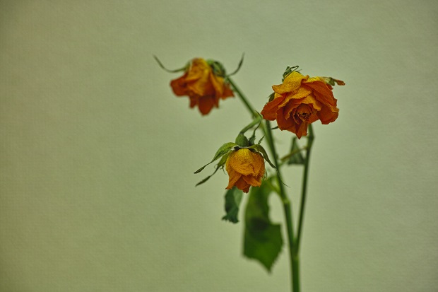 薔薇完成形1ブログ用.jpg