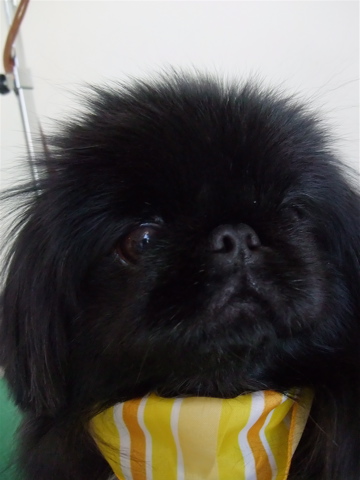 ペキニーズ ブラック トリミング シャンプー フントヒュッテ hundehutte 東京都文京区 トリミングサロン 1