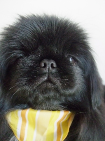 ペキニーズ ブラック トリミング シャンプー フントヒュッテ hundehutte 東京都文京区 トリミングサロン 2