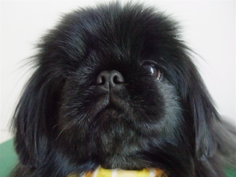 ペキニーズ ブラック トリミング シャンプー フントヒュッテ hundehutte 東京都文京区 トリミングサロン 3