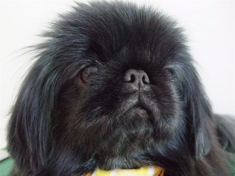 ペキニーズ ブラック トリミング シャンプー フントヒュッテ hundehutte 東京都文京区 トリミングサロン 4