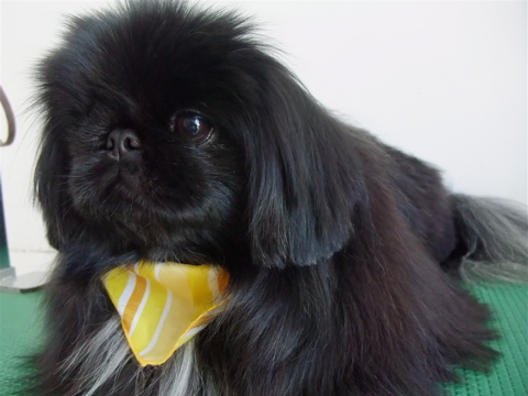 ペキニーズ ブラック トリミング シャンプー フントヒュッテ hundehutte 東京都文京区 トリミングサロン 5