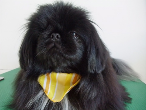 ペキニーズ ブラック トリミング シャンプー フントヒュッテ hundehutte 東京都文京区 トリミングサロン 6