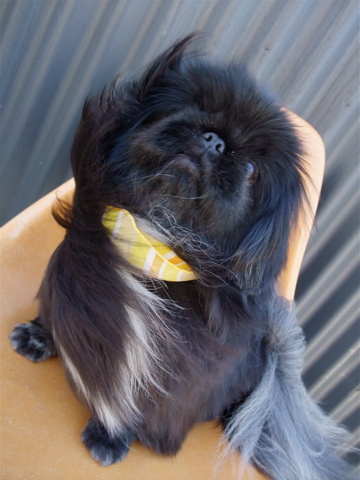 ペキニーズ ブラック トリミング シャンプー フントヒュッテ hundehutte 東京都文京区 トリミングサロン 7