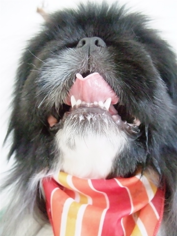 ペキニーズ ブラック&ホワイト トリミング シャンプー フントヒュッテ hundehutte 東京都文京区 トリミングサロン 9-2