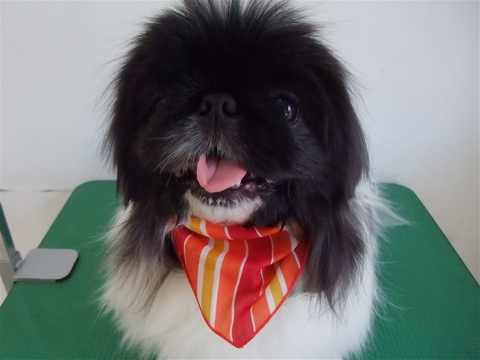 ペキニーズ ブラック&ホワイト トリミング シャンプー フントヒュッテ hundehutte 東京都文京区 トリミングサロン 10-2