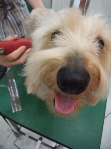 ダックスフンド ワイヤーヘアー トリミング カット シャンプー トリミングサロン フントヒュッテ hundehutte 東京都文京区 1