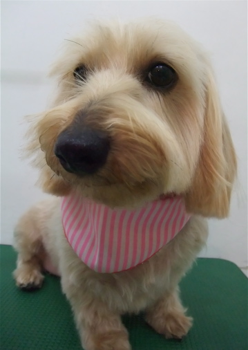 ダックスフンド ワイヤーヘアー トリミング カット シャンプー トリミングサロン フントヒュッテ hundehutte 東京都文京区 2