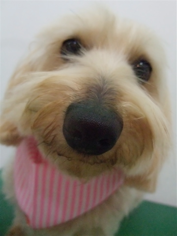 ダックスフンド ワイヤーヘアー トリミング カット シャンプー トリミングサロン フントヒュッテ hundehutte 東京都文京区 3