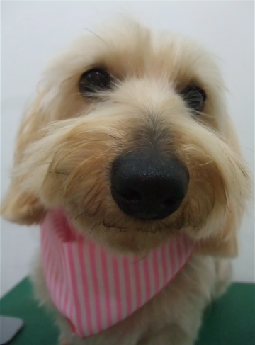 ダックスフンド ワイヤーヘアー トリミング カット シャンプー トリミングサロン フントヒュッテ hundehutte 東京都文京区 4