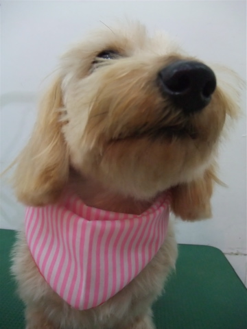 ダックスフンド ワイヤーヘアー トリミング カット シャンプー トリミングサロン フントヒュッテ hundehutte 東京都文京区 5