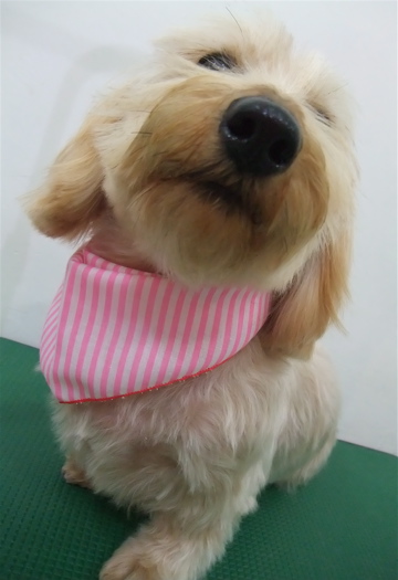 ダックスフンド ワイヤーヘアー トリミング カット シャンプー トリミングサロン フントヒュッテ hundehutte 東京都文京区 6