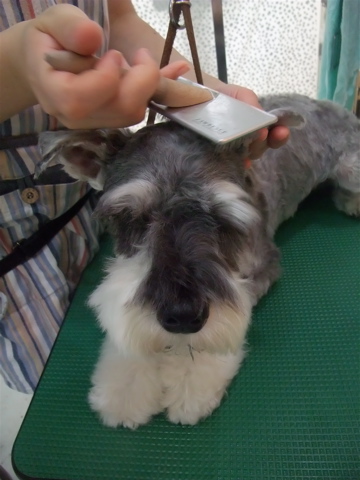 シュナウザー シュナカット トリミング カット シャンプー フントヒュッテ hundehutte トリミングサロン 東京 文京区 5-2