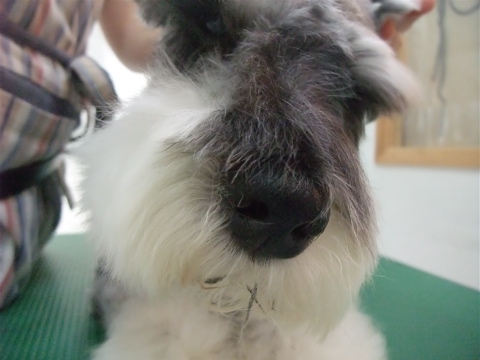 シュナウザー シュナカット トリミング カット シャンプー フントヒュッテ hundehutte トリミングサロン 東京 文京区 6-2