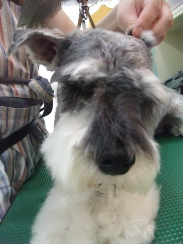 シュナウザー シュナカット トリミング カット シャンプー フントヒュッテ hundehutte トリミングサロン 東京 文京区 7-2