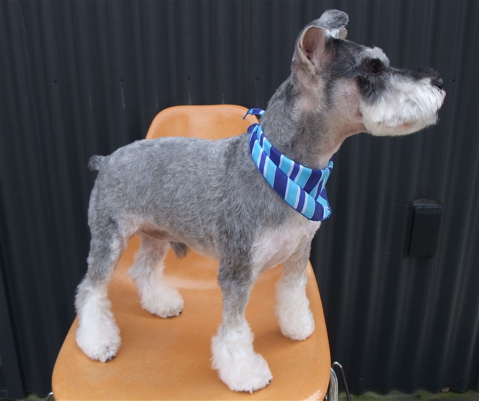 シュナウザー シュナカット トリミング カット シャンプー フントヒュッテ hundehutte トリミングサロン 東京 文京区 9-2