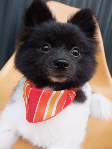 ポメラニアン トリミング カット シャンプー フントヒュッテ hundehutte 東京 文京区 トリミングサロン 3-2