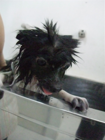 ポメラニアン トリミング カット シャンプー フントヒュッテ hundehutte 東京 文京区 トリミングサロン 8-2
