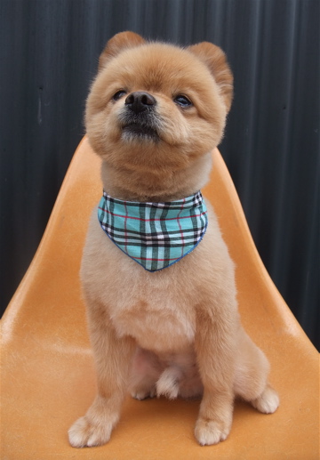 ポメラニアン トリミング カット ポメラニアンの柴カット 柴犬カット フントヒュッテ hundehutte 東京 文京区 トリミングサロン 1-2.jpg