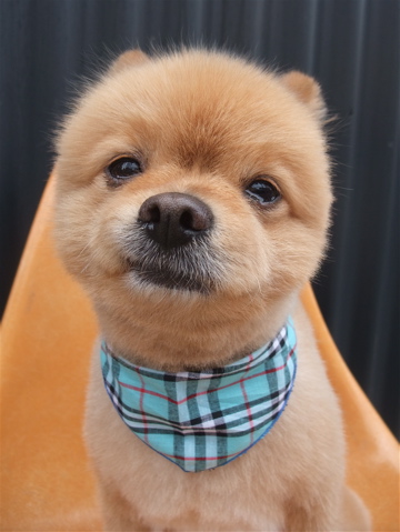 ポメラニアン トリミング カット ポメラニアンの柴カット 柴犬カット フントヒュッテ hundehutte 東京 文京区 トリミングサロン 2-2.jpg
