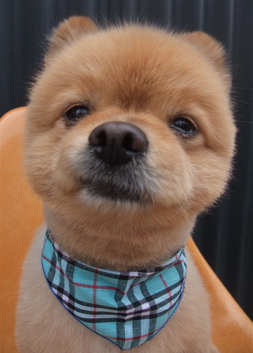 ポメラニアン トリミング カット ポメラニアンの柴カット 柴犬カット フントヒュッテ hundehutte 東京 文京区 トリミングサロン 3-2.jpg