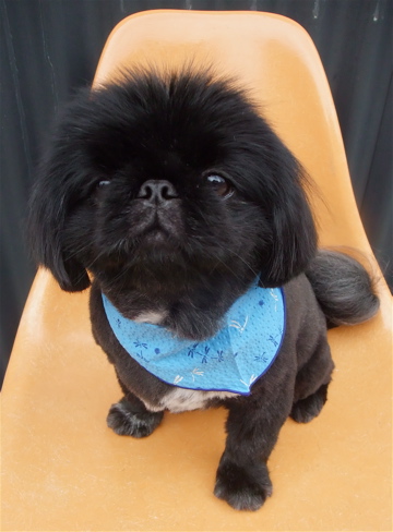 ペキニーズ サマーカット トリミング カット シャンプー フントヒュッテ hundehutte 東京 文京区 トリミングサロン 首輪 リード ハーネス カラー 2-2