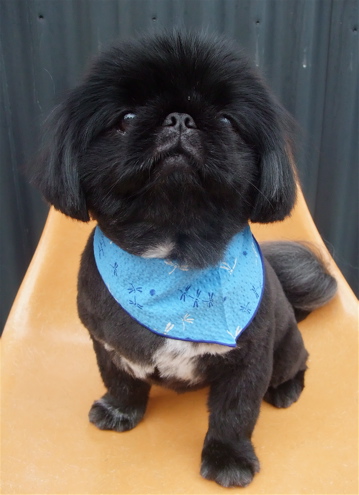 ペキニーズ サマーカット トリミング カット シャンプー フントヒュッテ hundehutte 東京 文京区 トリミングサロン 首輪 リード ハーネス カラー 3-2